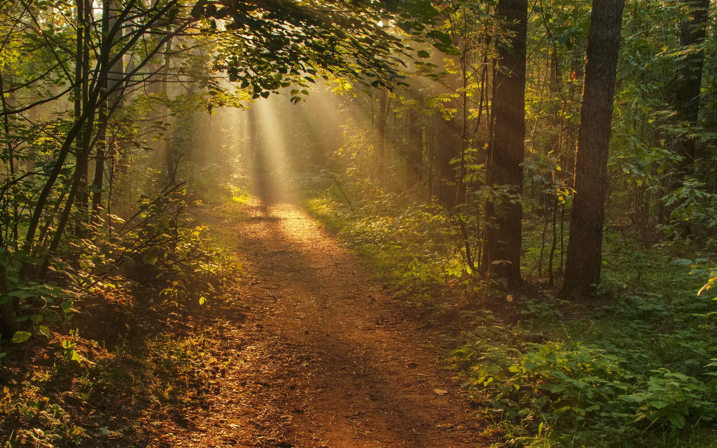 Forest dirt path with golden sunbeams filtering through a dense green tree canopy